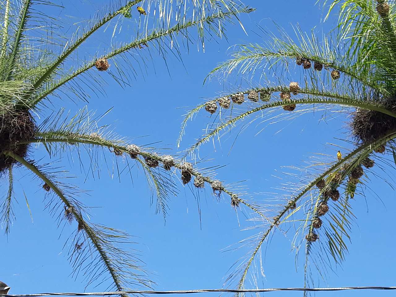 Rare bird nests on palm leafs, right next to the boats